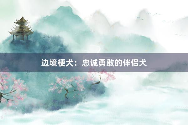 边境梗犬：忠诚勇敢的伴侣犬